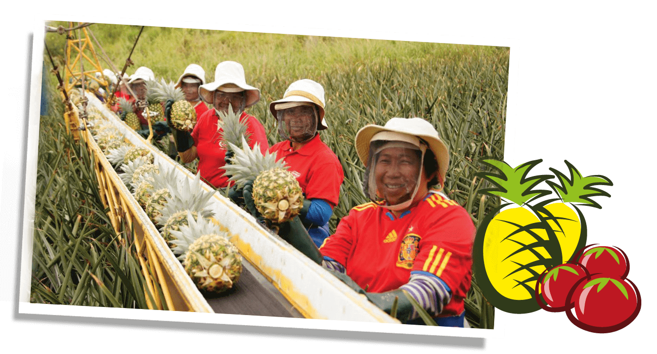 Life Gets Better farmers holding pineapples